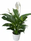 Спатифілум Світ Лауретта h 100 см