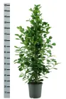 Фікус Mi Moclame, висота 160 см, горщик ⌀24