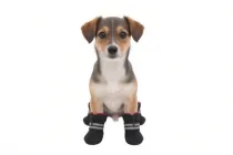 Взуття для собак Bingo з хутром XXS 3х4х7 см Чорні (б 044)