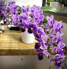 Орхідея (підліток зараз без квітів) TopDreams фаленопсис Phal. Sogo Vivien 'Violet Queen' квіти 5 см 2,5"