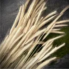 Відбірні Колоски Жито 100 шт/уп Натуральні сухоцвіти для декору та флористики