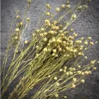 Відбірні Стебла Льону 50 шт/уп Натуральні сухоцвіти для декору та флористики