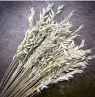 Відбірні Колоски Вівса 50 шт/уп Натуральні сухоцвіти для декору та флористики