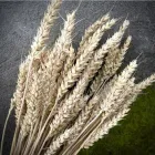 Відбірні Колоски Пшениця 50 шт/уп Натуральні сухоцвіти для декору, флористики