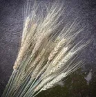 Відбірні Колоски Пшениця Остиста 100 шт/уп Натуральні сухоцвіти для декору та флористики
