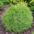 Туя західна Містер Боулінг Болл саджанець в горщику 1.5 л