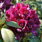 Рододендрон Калі (Kali) саджанець у горщику 2 л