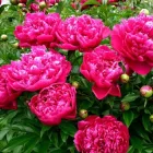 Півонія бордова саджанець в горщику 0.8 л