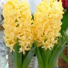 Гіацинт Yellowstone 5 шт Голландія