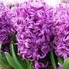 Гіацинт Purple Sensation 10 шт Голландія