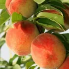 Персик Тотем колоновидний