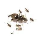 Мурахи Lasius Niger мурахи для мурашиної ферми колонія мурах з маткою живі мурахи для початківців