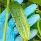 Насіння огірок Герман F1 (10 шт) партенокарпiк суперранній самозапильний, For Hobby, TM GL Seeds