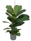 Фікус Ліровидний Ficus Lyrata, висота 50-60см, 17 горщик