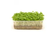 Мікрозелень Гірчиці ІГУАНА 200 г (19890065)