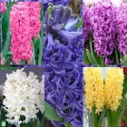 Гіацинт Мікс 10 шт Нідерланди