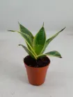 Сансевієрія Hahnii горщик ⌀6