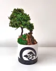 Стабілізований бонсай Мить спокою 25 см