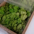 Мох стабілізований extra premium 500 гр (1 сорт) ТЕМНО ЗЕЛЕНИЙ