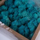 Мох стабілізований extra premium 500 гр (1 сорт) БЛАКИТНИЙ