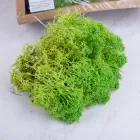 Мох стабілізований extra premium 500 гр (1 сорт) світло зелений