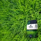 Костриця очеретяна сорт Barlexas 1 кг