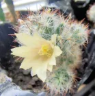 Кактус маммиллярии Вільда композиція флораріума