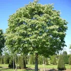 Саджанець Липа серцеподібна