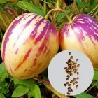 Насіння Пепіно Рамзес (Динна Груша), 20 насіння