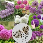 Насіння декоративної цибулі Аліум, мікс квітів, 20 штук