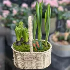 Весняна композиція "Гіацинт та тюльпан у кошику"