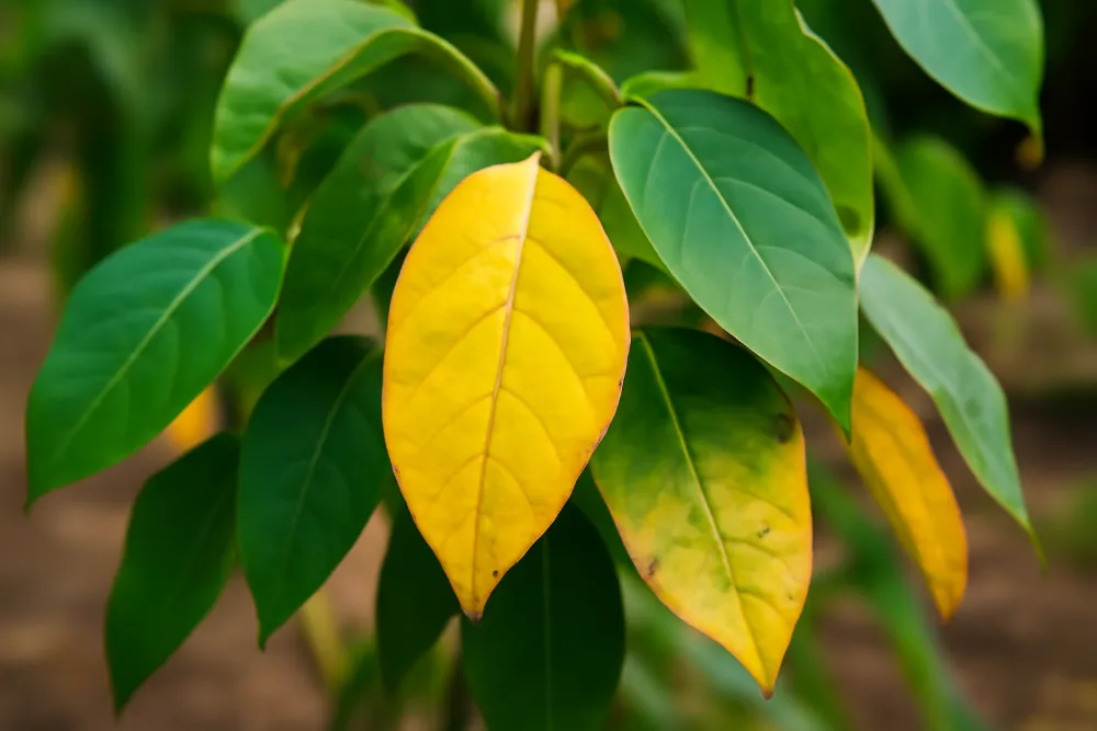 Жовтіння листя на рослинах через дефіцит добрив Жовтіючі листки рослин, що свідчать про дефіцит поживних елементів.