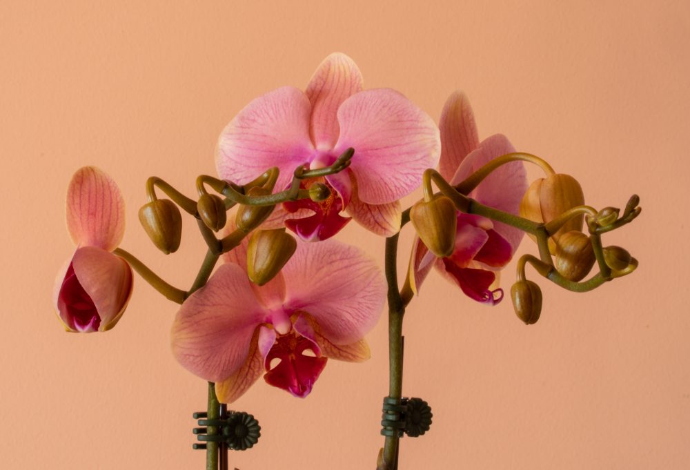 Як доглядати за домашньою орхідеєю