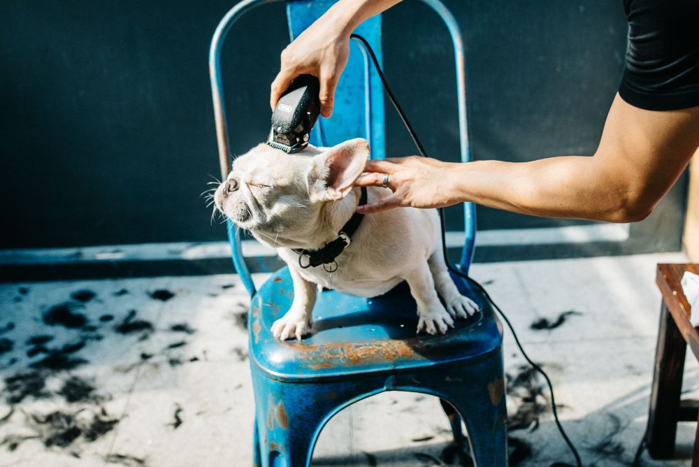 Машинки для стрижки волос у собак и у людей: что общего и в чем отличия